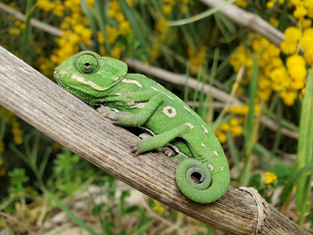 Chameleon Newsletter & Changelog July 2026