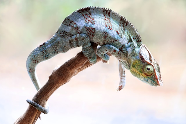Chameleon Newsletter & Changelog August 2026