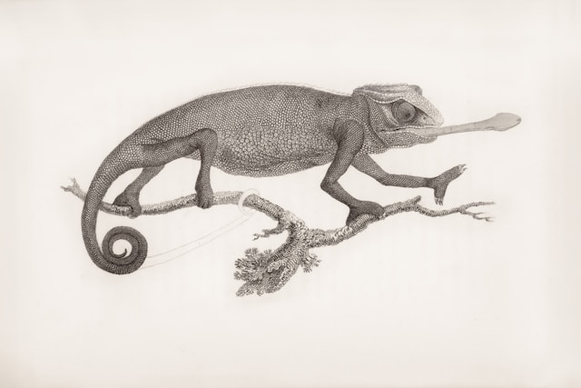 Chameleon Newsletter & Changelog June 2026