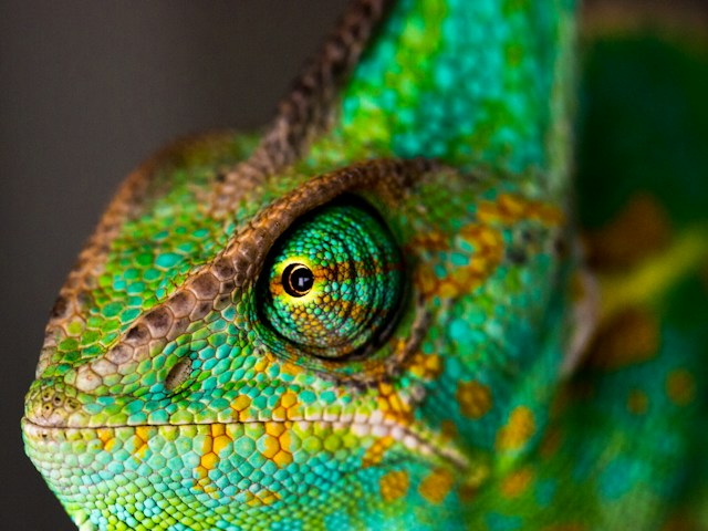 Chameleon Newsletter & Changelog September 2026