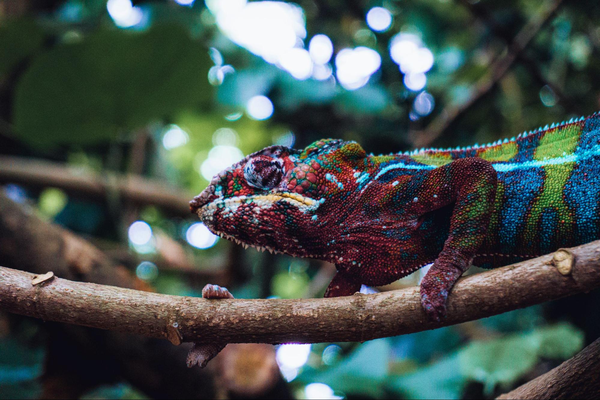Chameleon Newsletter & Changelog May 2026