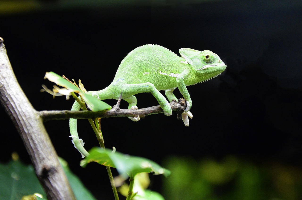 Chameleon Newsletter & Changelog April 2026